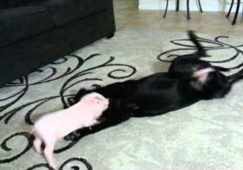 Precocious Mini-Pig Pesters His Pal