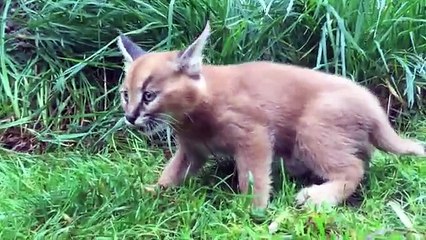 6-week-old caracal kittens venture outside with mom - YouTube (360p)