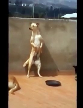 Это надо видеть!!