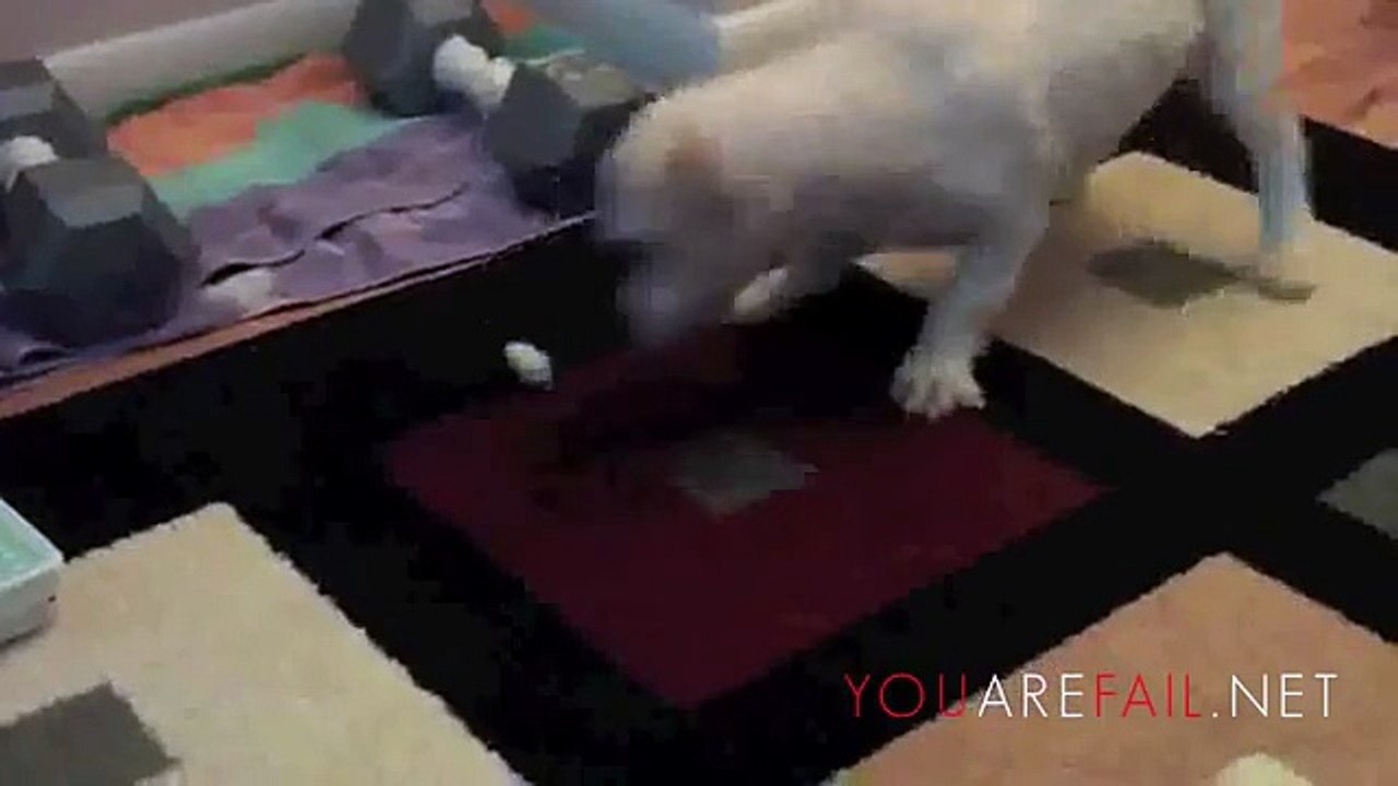 Freaking Cute Puppy Video!