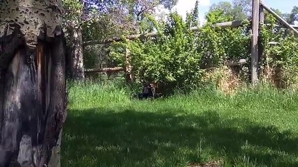 Baby deer rescue and release - YouTube (360p)