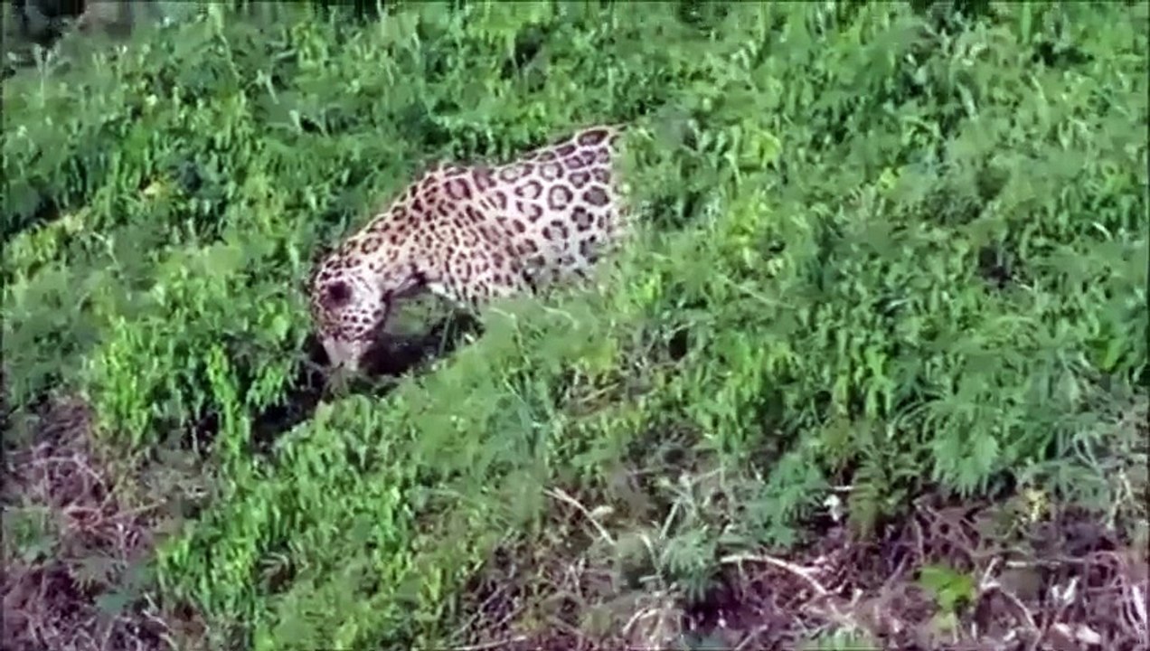 Amazing Fishing Jaguar