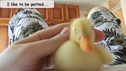 Funny Videos Funny Animal From A Duck's Life Funny Ducks Compilation
