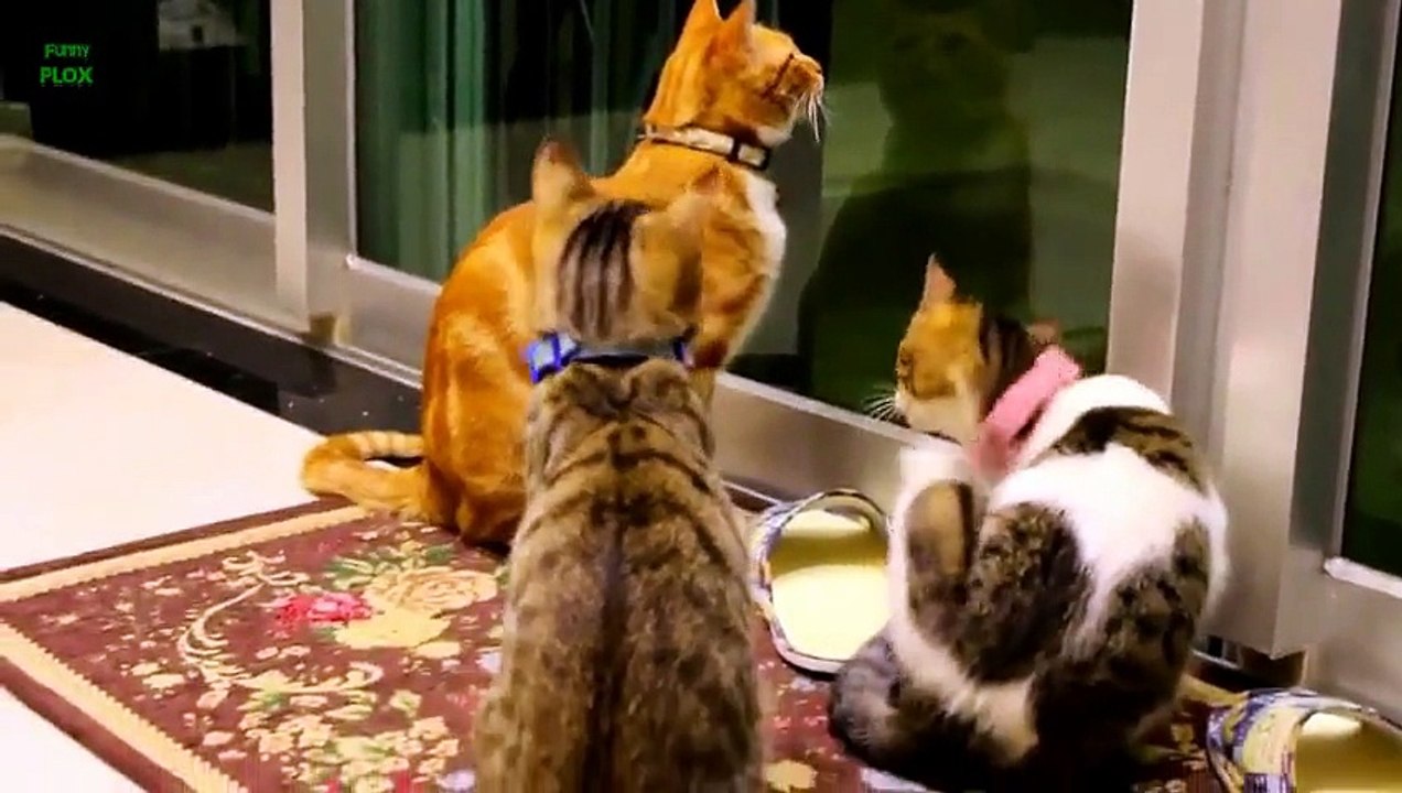 Funny Cats and Kittens Meowing Compilation 2015