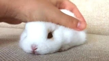 Conejo de Un Divertido Y Lindo Conejito Videos de Compilación || HD NUEVO