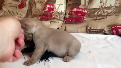 Котёнок шоу класса американской бурмы