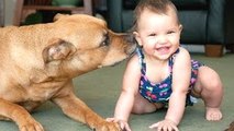 Divertido Y Lindo de los Bebés Riéndose Histéricamente En Perros Compilación || HD NUEVO