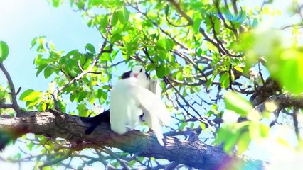 profesyonel düğün slaytı örnekleri