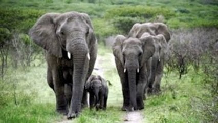 Animal Wildlife Video: The Elephant and the Butterfly Tree (Wildlife Documentary for Child