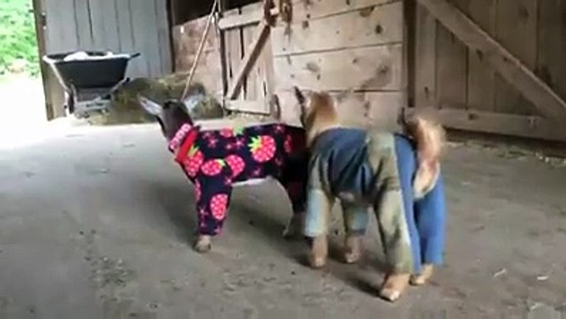 The only thing cuter than baby goats playing Baby goats playing in pyjamas! htt