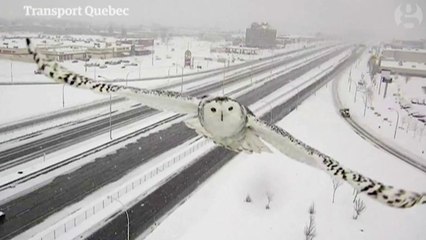 Une caméra de surveillance capture le vol d'un oiseau majestueux