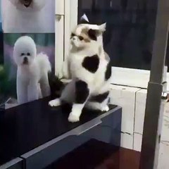 Cat dance very funny