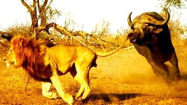 Documentário de Leōes BATALHA QUENTE [National Geographic Documentário completo e dublado]