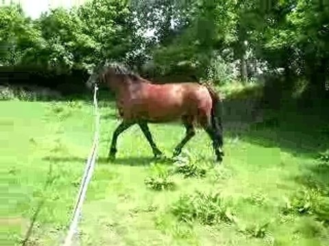 petit trot en longe