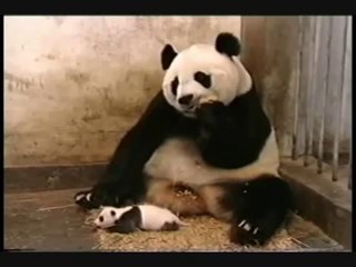 Baby Panda Sneezing