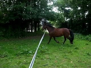 un petit galop