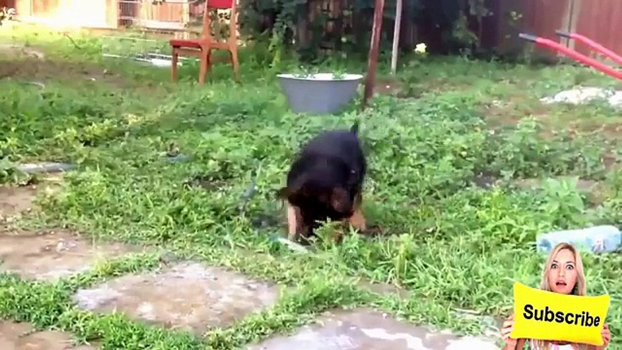 Funny Animals _ Funny Dogs _ Funny Cats _ Best Funny Videos Compilation Animals 2016