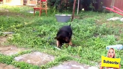 Funny Animals _ Funny Dogs _ Funny Cats _ Best Funny Videos Compilation Animals 2016