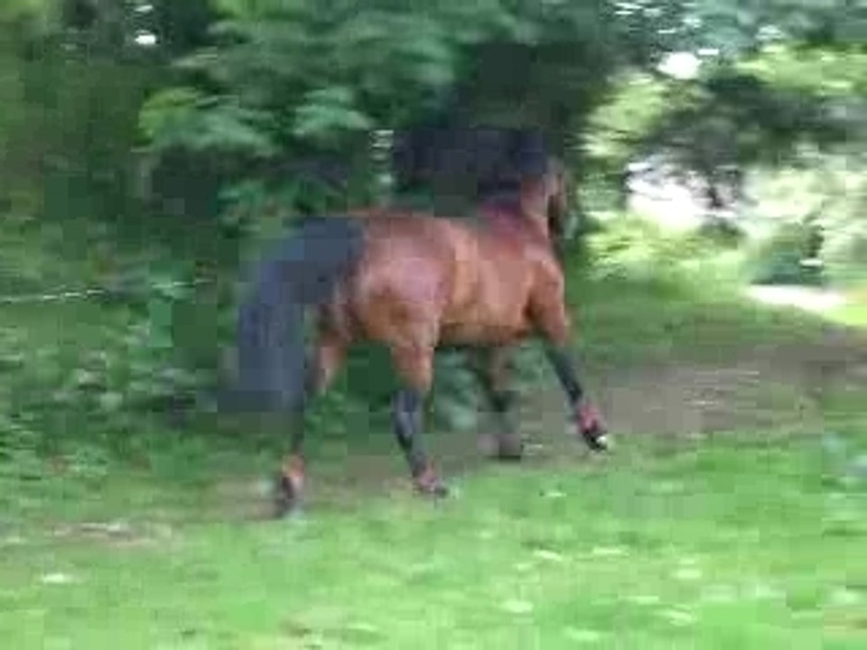 galop en liberté