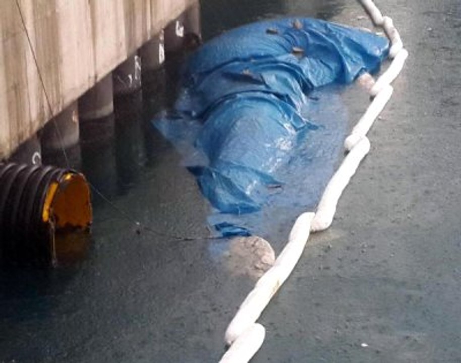 İskenderun Limanı'na Ölü Yavru Balina Vurdu