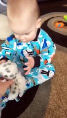 Скачать видео: Un bébé plié de rire en regardant son chien jouer... Trop mignon