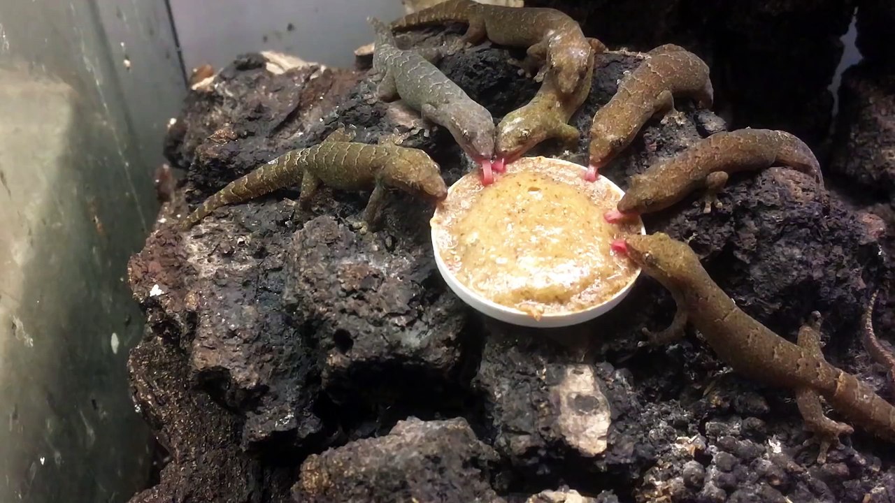 Few geckos gathered around their dinner plate doing "Mlem" sounds