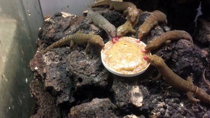 Few geckos gathered around their dinner plate doing "Mlem" sounds
