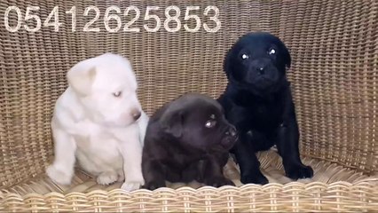 Labrador retriever yavru 05412625843