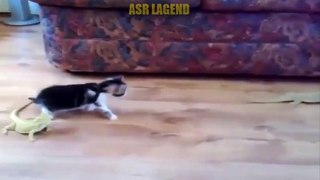 Funny Pussy Cat - Cats funny clip Latest video