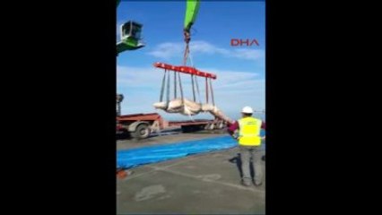 İskenderun Limanı'na Ölü Yavru Balina Vurdu 2