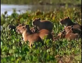 Killer Instincts : Piranha Wolf In The Water ● Wild Animal Documentary