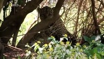 Brazil Wildlife National Geographic Episode 1 *EN*