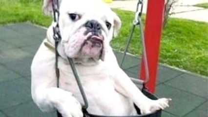 Divertido A Los Perros De Un Gracioso Perro Videos De Compilación De 2022-2023