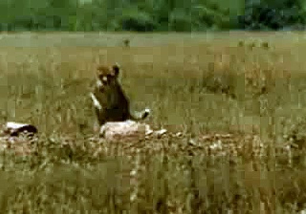 This man runs faster than Cheetah Amazing Video