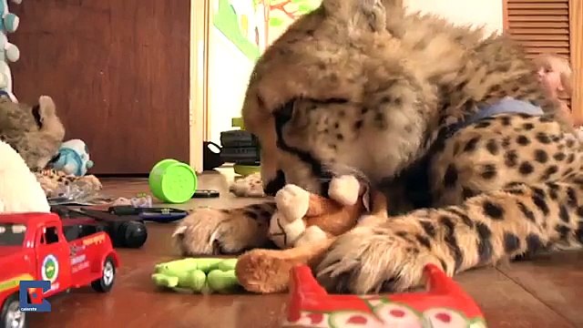 Splendides Guépards, TOUS LES ANIMAUX SONT NOS AMIS CE SONT LES HOMMES QUI SONT DES PRÉDATEURS