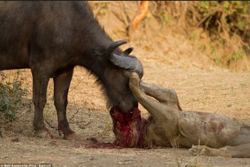 buffalo attack lion and killed him - real lion killing video