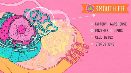 Eukaryopolis - The City of Animal Cells: Crash Course Biology #4