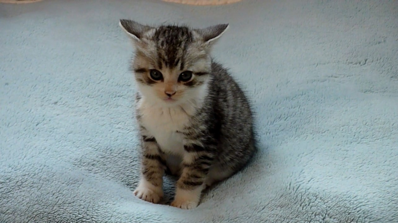 後ろが気になるプチ
