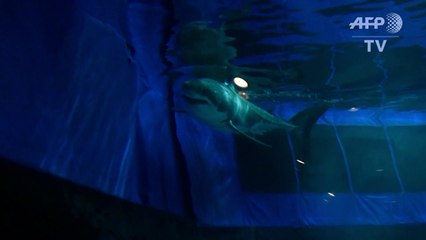 Great white shark dies after days in Japan aquarium