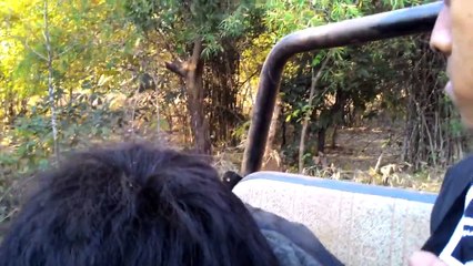Narrow Escape from Tiger The king of Forest