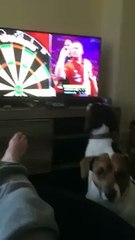 Un chien devant une compétition de fléchettes à la télé