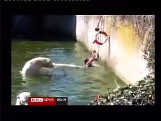 Woman attacked by Polar Bears at Berlin Zoo - Woman attacked by Polar Bears at Berlin Zoo - Polar