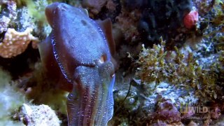 World's Deadliest - _Sudden Death_ Cuttlefish