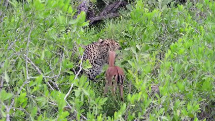 Incredible footage of leopard behaviour during impala kill - www.natural-variation