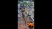 Leopard Kills Warthog in Burrow - Latest Wildlife Sightings