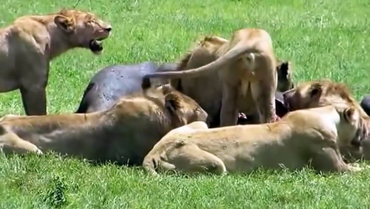 Natural life   Wildlife   Animal planet   Animal forest   Wild Documentary