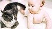 Gatos lindos Descubriendo bebés en casa por primera vez Compilación [05 2015 HD Nueva Ed