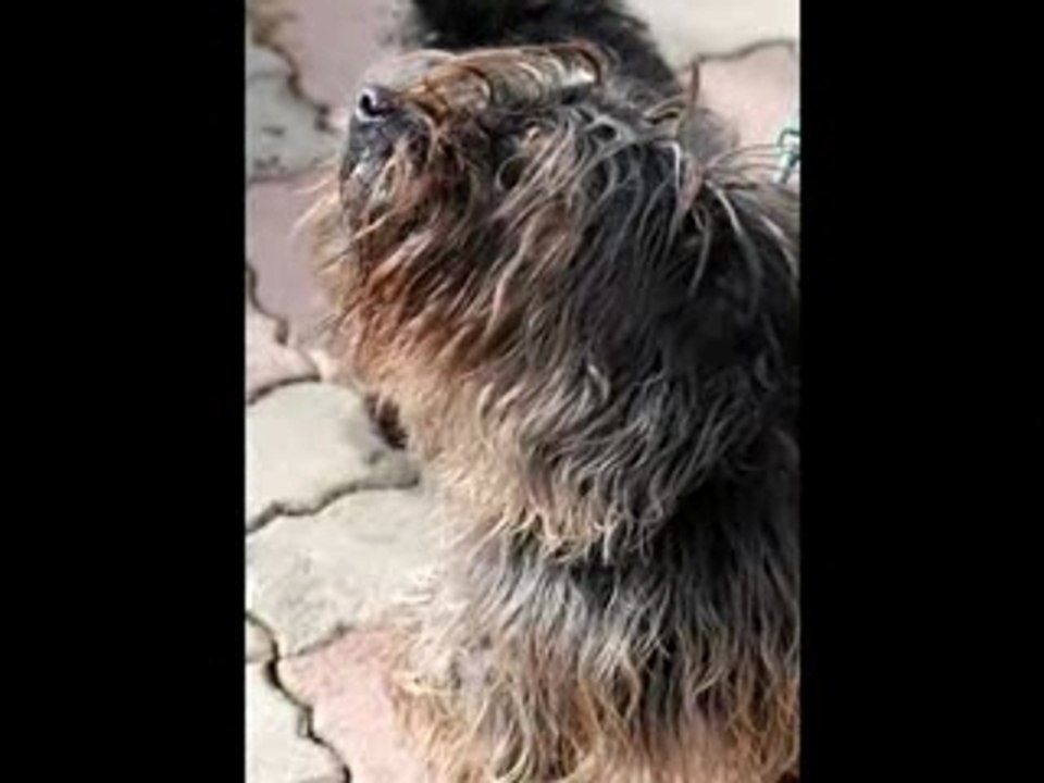 Lisa, bahia et U2 du refuge DE BEAUREGARD