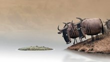 Wildebeest vs stupidity