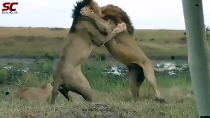 dence forest!!Lion Fight